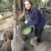 Female volunteer feeding kangaroos at a volunteer wildlife sanctuary in Australia