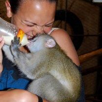 Female volunteer feeding  a monkey Female volunteer feeding  a monkey
