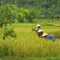 Women in paddy field
