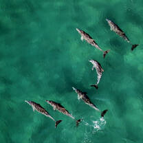 Pod of dolphins