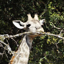 Giraffe eating from tree