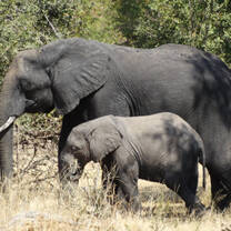 Mother and young elephant
