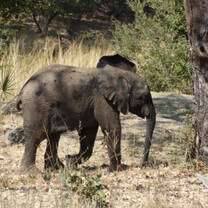 Monitoring young elephant