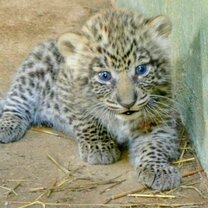 Leopard cub at the African Wildlife Orphanage Leopard cub at the African Wildlife Orphanage