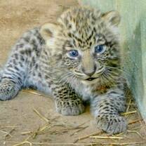 Leopard cub at the African Wildlife Orphanage