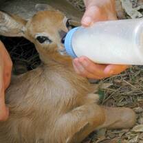 Volunteer feeding the animals at the African Wildlife Orphanage