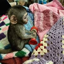 Orphaned monkey in need of love