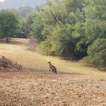 Wild_Roo