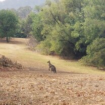 Wild_Roo