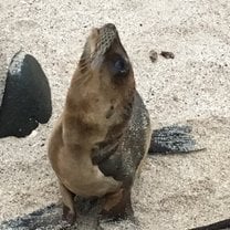 Sea lion on the beach 