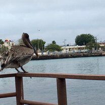 Pure to Baquerizo Moreno  Animals are all around, they are part of the every day life