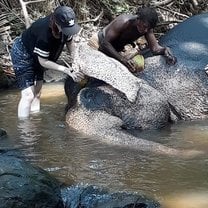 Washing elephants