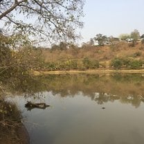 Mole national park 