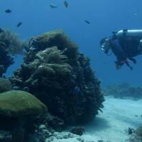 Diver