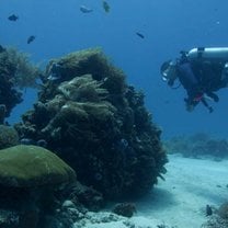 Diver