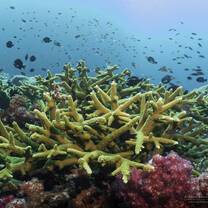 Coral Scape