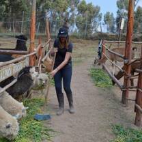 Volunteer working on an alpaca farm