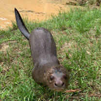Baby giant river otter