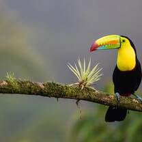 Birdlife in Costa Rica