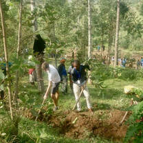 Volunteers planting
