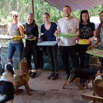 Volunteers giving food to dogs