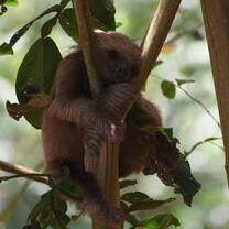 Beautiful sloth hanging out in the tree :)