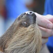 Sloths are very inquisitive, and gentle.