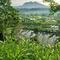 An early morning rice fields near mount Batur