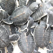 TIC Green Turtle Hatchlings