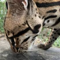 Daenarys the Ocelot