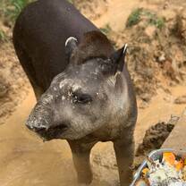 Maruha the tapir!
