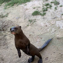 Daniel the river otter