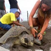 Woman helping turtle on beach