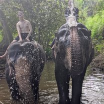 Elephants washing us
