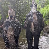 Elephants washing us