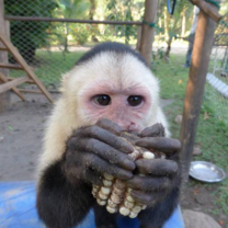 Monkey with corn eating in Costa Rica