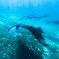 Manta Rays in Komodo