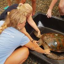 Volunteers caring for sea turtle in rehab