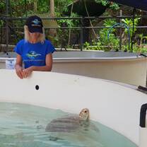 Sea turtle in tank