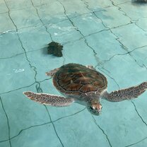 Turtle Conservation One of the turtles at the Turtle conservation at Nusa Penida
