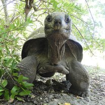 George the Aldabra Tortoise