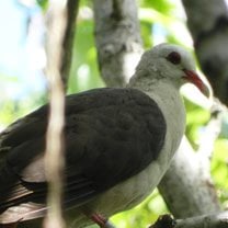 Pink pigeon