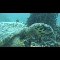 Hawksbill Turle