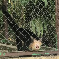 Cappuccino monkey eating his food