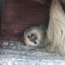 Sloth