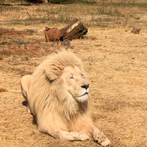 Boris soaking up the sun