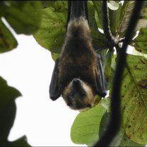 Mauritius Fruit Bat