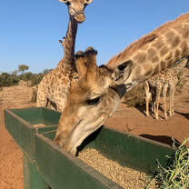 Feeding the Giraffes!