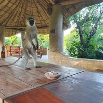 The monkey that stole Elise's bananas