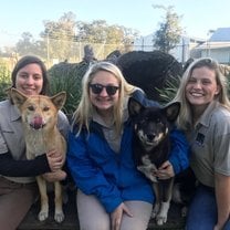 We got to go in with the dingoes and play with them. They're really just excited puppies.